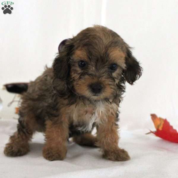 Javas, Yorkie Poo Puppy